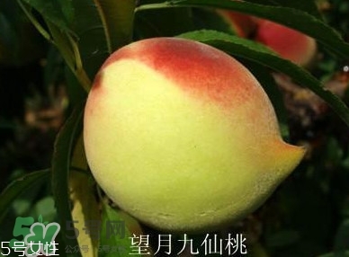 九仙桃什么時候成熟？九仙桃什么時候上市