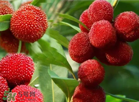 吃楊梅會感染sk5病毒嗎？吃楊梅感染sk5病毒是真的嗎？