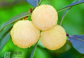 吃楊梅中毒怎么辦？吃楊梅中毒的癥狀