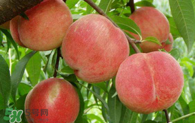 水蜜桃可以和香蕉一起吃嗎？水蜜桃可以跟香蕉同吃嗎？