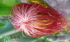 玉米須怎樣保存？玉米須可以曬干保存嗎？