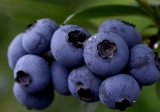 藍(lán)莓熱量高嗎？藍(lán)莓醬熱量高嗎？