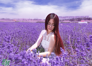 六月份還有薰衣草嗎？6月份哪里有薰衣草？