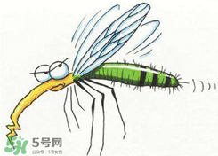 招蚊子是什么原因？招蚊子體質(zhì)怎么辦？