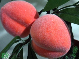 提子和桃子能一起吃嗎？提子和桃子一起吃好嗎？