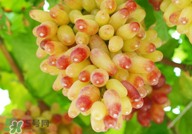 提子一天吃多少？提子一天吃幾個？
