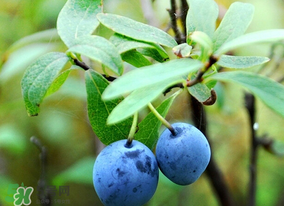 藍(lán)莓熱量高嗎？藍(lán)莓醬熱量高嗎？