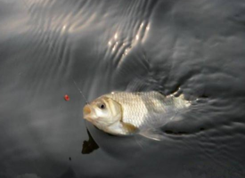 六月份怎么釣鯽魚？6月份釣鯽魚用什么餌料？