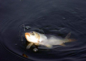 六月份怎么釣鯽魚？6月份釣鯽魚用什么餌料？
