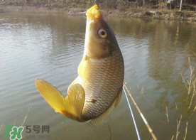 六月份怎么釣鯉魚(yú)？六月份釣鯉魚(yú)技巧
