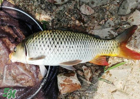 六月份怎么釣鯉魚(yú)？六月份釣鯉魚(yú)技巧