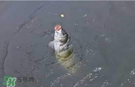 六月份怎么釣鯉魚(yú)？六月份釣鯉魚(yú)技巧