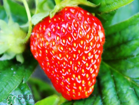夏天有草莓嗎？夏天草莓結(jié)果嗎？