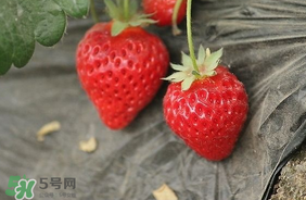 夏天有草莓嗎？夏天草莓結(jié)果嗎？