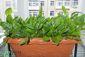 夏天可以種菠菜嗎？夏天菠菜為什么難種植？