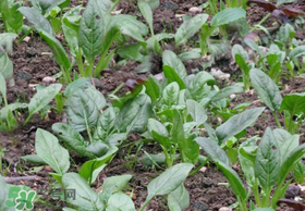 夏天可以種菠菜嗎？夏天菠菜為什么難種植？