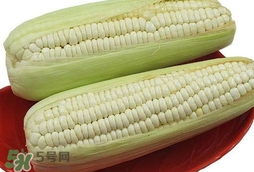 糯玉米怎么保存時間長？新鮮的糯玉米如何保存