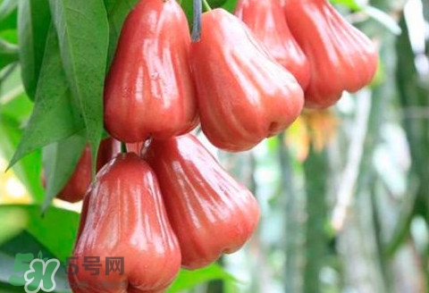 蓮霧什么季節(jié)成熟？蓮霧什么時候成熟