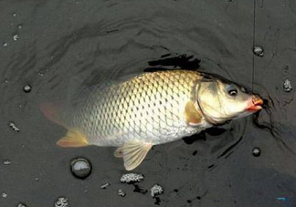 六月份怎么釣鯽魚？6月份釣鯽魚用什么餌料？