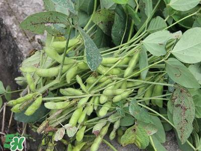 六月份可以種毛豆嗎？六月份毛豆怎么種植？