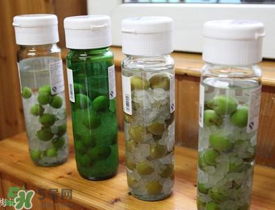 青梅酒用什么酒泡？青梅酒用什么酒好？