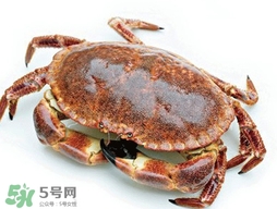 活面包蟹怎么保存？面包蟹能保存多久