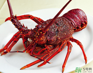 澳洲龍蝦是淡水的嗎？澳洲龍蝦是海鮮嗎？