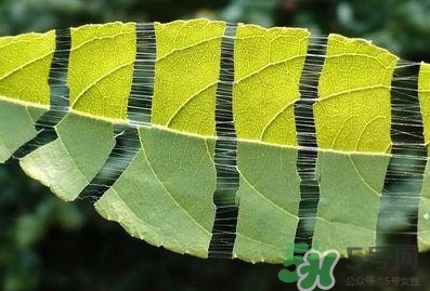 杜仲茶每天喝多少合適？杜仲茶喝多有什么不好