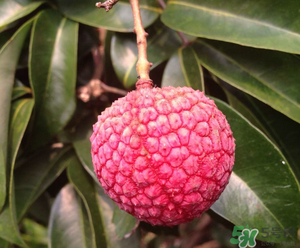 荔枝吃多了會(huì)胖嗎？吃荔枝會(huì)長胖嗎？