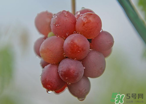 提子皮澀怎么處理？提子皮澀能吃嗎？