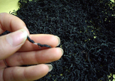 杜仲茶是熱性的嗎？杜仲茶和杜仲是一樣?xùn)|西嗎