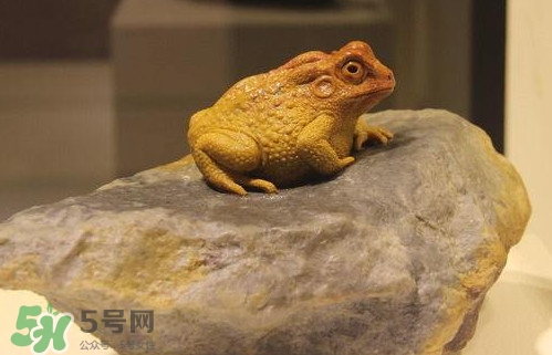蟾蜍能活多久？蟾蜍可以活多少年