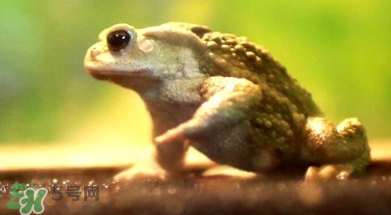 蟾蜍是害蟲還是益蟲？蟾蜍是幾級(jí)保護(hù)動(dòng)物