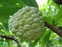 番荔枝什么時候成熟？番荔枝什么時候開花？