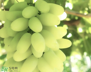 馬奶葡萄什么時候上市？馬奶葡萄2017上市時間