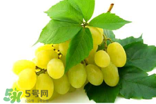 馬奶葡萄多少錢一斤？馬奶葡萄2017價格