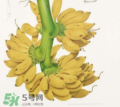芭蕉里面的黑籽是什么？芭蕉是草本類還是木本類
