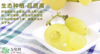 馬奶葡萄怎么保存？馬奶葡萄保存方法