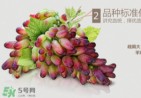 馬奶葡萄怎么保存？馬奶葡萄保存方法