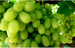 馬奶葡萄怎么保存？馬奶葡萄保存方法