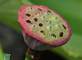 蓮蓬多少錢一斤？蓮蓬多少錢一個(gè)？