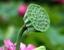 蓮蓬多少錢一斤？蓮蓬多少錢一個(gè)？