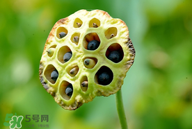蓮蓬什么時候成熟？蓮蓬什么時候上市？