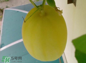 黃金瓜什么時候成熟？黃金瓜什么時候吃？