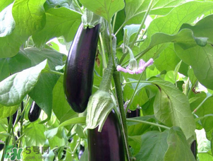 茄子怎么挑選？如何挑選茄子？