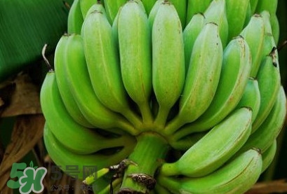 芭蕉可以放冰箱嗎？芭蕉能放冰箱保存嗎