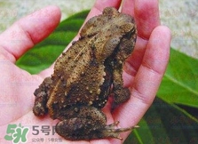 蟾蜍能治療癌癥嗎？蟾蜍能治什么病