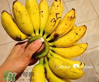 芭蕉什么時(shí)候成熟？芭蕉什么時(shí)候開(kāi)花