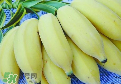 芭蕉里面的黑籽是什么？芭蕉是草本類還是木本類