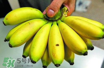 芭蕉什么時(shí)候成熟？芭蕉什么時(shí)候開(kāi)花